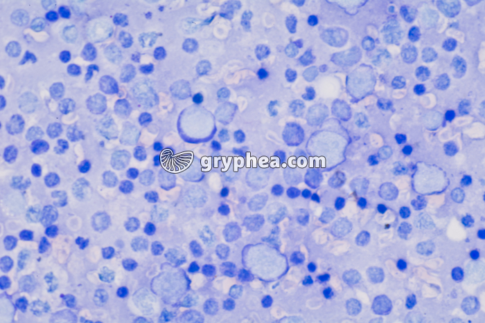 Frottis de rate x200 - gryphea.org